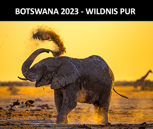 Botswana - Naturfotografie in der Wildnis Afrikas