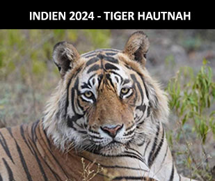 Indien - Dem Tiger auf der Spur