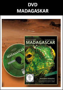 DVD - Madagaskar